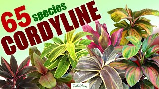 65 CORDYLINE SPECIES  HERB STORIES [upl. by Masera]