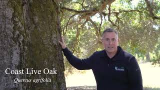 Coast Live Oak Quercus agrifolia [upl. by Metabel749]