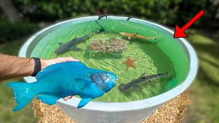 My Backyard Saltwater Pond Got a New Rare Fish what is it [upl. by Bixby]