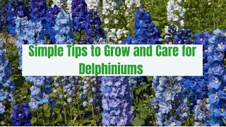 How to grow and care for delphinium plant  Gardening Glory [upl. by Avitzur322]