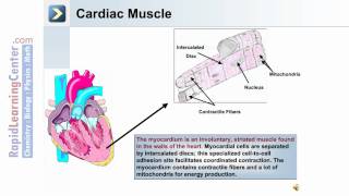 The Muscular System  Muscular System Overview [upl. by Salvadore537]