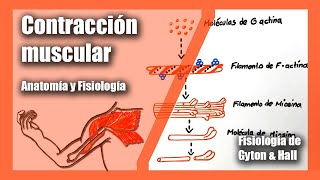 Contracción muscular  Anatomía y Fisiología  Fisiología de Gyton amp Hall  Musculo Esquelético [upl. by Mirielle]