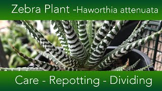 How to Grow The Zebra Plant Succulent  Haworthia attenuata Varieties and Propagation [upl. by Auhsot]