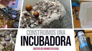 DIY  Incubadora automatizada para hongos acelera el crecimiento y fructifica en invierno [upl. by Eddra]