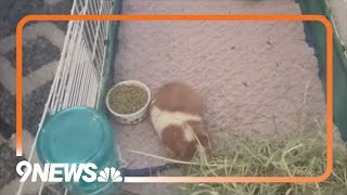 500 guinea pigs living in deplorable conditions rescued from breeder [upl. by Ennovyhs]