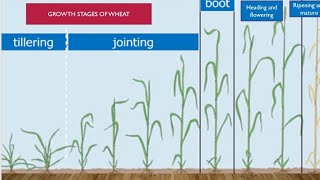 Growth stages of wheat crop different stages are covered in detail in wheat [upl. by Bunker]