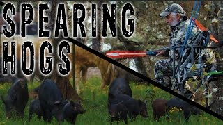 Spearing Hogs with Tim Wells [upl. by Dilks]