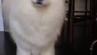 Samoyed Talking [upl. by Eeralih]