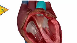 Anatomía del Corazón Valvulas cardiacas  Dr Ottoniel Sánchez [upl. by Aicinad]