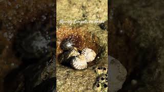 Limpets on Rocks [upl. by Neyrb811]