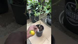 Variegated Pink Eureka Lemon 🍋 StarkBros Gardening LemonPlant Plant Lemon [upl. by Shute]