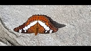 Thailand Butterflies Chanthaburi Gulf of Thailand [upl. by Yenalem975]