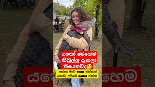 කිබුලට ගියපු කලක් 😁 Whotto funny crocodile shortvideo shorts youtubeshorts දෙවුවා [upl. by Ayoral]