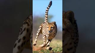 Cheetahs Unique Speed 😨🔥 The Fastest Animal in the World animalfacts cheetah facts shorts [upl. by Boesch]