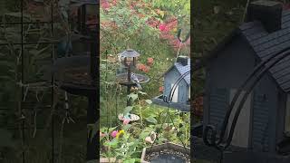 Blue Jay Bird View from our kitchen window birds [upl. by Brittnee]