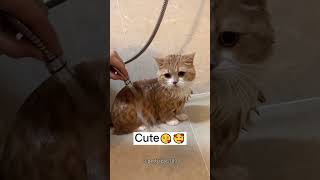 Cats that refuse to take baths funnycat HilariousReactions petcat takebath cat kittey pet [upl. by Nanerb]