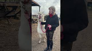 Our rescue Alpaca Al Isco has settled in well thanks Claire Caroline for looking after him [upl. by Llennor]