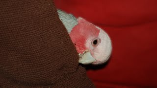 Hilarious Galah Cockatoo  Bandit Boy Antics [upl. by Henden391]