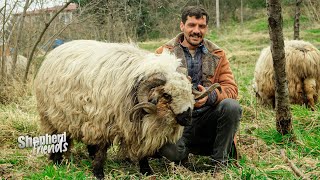 Çoban Arkadaşlar ve Koyun Sürüsü Hakkının Namlı Koçu  Belgesel ▫️4K▫️ [upl. by Akilegna268]