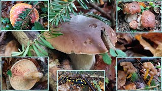 🍄BergwaldSteinpilze im Reich der Feuersalamander🤩 Teil 12  11102024 Reizker und Pfifferlinge [upl. by Geiss]