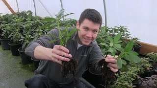 Propagate Thousands of Cuttings Easily Learn How to Build the Ultimate Plant Propagation Frame [upl. by Migeon]