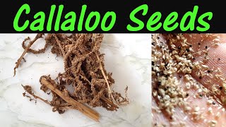 How to harvest your own callaloo seeds [upl. by Kathye]