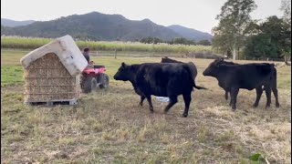 Building a Round Bale Hay Feeder for the Cows for 50  They Love It [upl. by Reinald190]