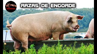 LAS MEJORES RAZAS DE CERDOS DE ENGORDE [upl. by Hendrick]