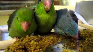 Parrotlets eating millet4 weeks old [upl. by Dihahs]