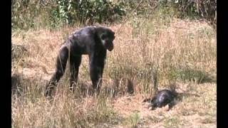 Chimpanzee mother learns about her dead infant [upl. by Nawtna879]