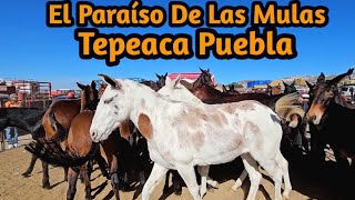 Mulas finas gigantes caballos Vacas Toros Burros gigantes puerco Plza ganadera Tepeaca puebla mula [upl. by Aerdnaid]