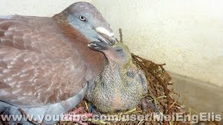 Jeune Pigeon Exhibition Homer [upl. by Aihpledalihp]