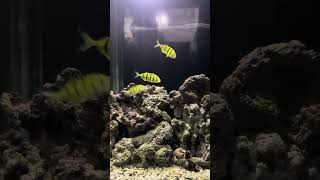 marine aquarium malayalam [upl. by Yaner619]