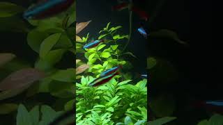 Ludwigia Repens Aquarium Plant Care Guide and Species Profile 🌱 [upl. by Annej269]