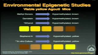 Epigenetics How Genes and Environment Interact [upl. by Harbot]