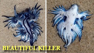 Blue Dragon quotMost Beautiful Killer In The Oceanquot Washed Up On South Africa Beach [upl. by Sterrett]