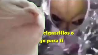 Cat Vibing to Patlamaya Devam  Kandre Joe LyricsLetra Español Alien meme [upl. by Enelhtac]