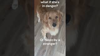 Where🐶dog trending youtubeshorts pets goldenretriever doggo doggie [upl. by Leuneb606]