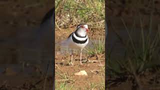 Three banded Plover call Overberg shorts birds birdsinging [upl. by Sokul]