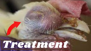 Best Treatment of Coryza in Dasi Procedure [upl. by Dazhahs674]