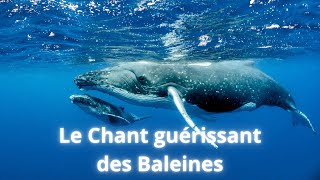 Le Chant guérissant des baleines en direct [upl. by Inoy]