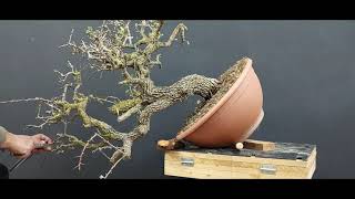 Bonsai Crataegus 8 stage 1 hawthorn bonsai How to make Bonsai [upl. by Ilrahs]