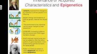 Inheritance of Acquired Characteristics 2016 IB Biology [upl. by Dolly]