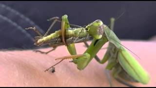 INSANE VIDEO Of a praying mantis eating a grasshopper [upl. by Dede765]