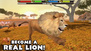 Ultimate Lion Simulator By Gluten Free Games LLC Android Gameplay [upl. by Annim]