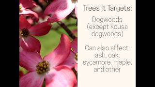 Dogwood Anthracnose [upl. by Alvis]