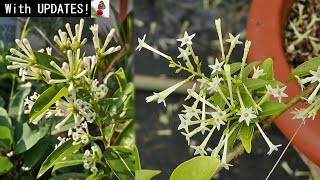 RIGHT WAY To Grow amp Care For NightBlooming JASMINE Plant [upl. by Harriman]