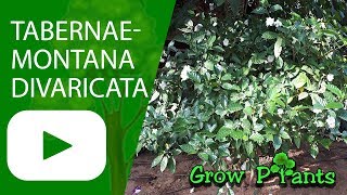 Tabernaemontana divaricata  grow amp care Crape jasmine [upl. by Patrizius]