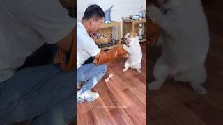 Training a Wild Maltipoo How to Teach Aggressive Eating Habits 🤯💀 shorts pets funny animals dog [upl. by Yeffej]