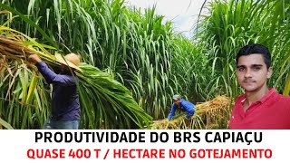 Pesagem da Rebrota do BRS Capiaçu com 93 diasMatéria FrescaMatéria Seca [upl. by Tema]